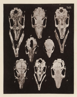 Eleven views of a rabbit skull, page, photomechanical print, number: 'Taf. XI. 1 2 3 4 5 6 7 8 9 10