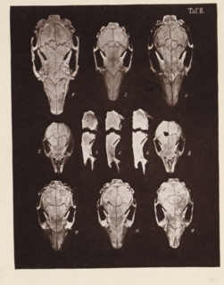 Eleven views of a rabbit skull, page, photomechanical print, number: 'Taf. II. 1 2 3 4 5 6 7 8 9 10