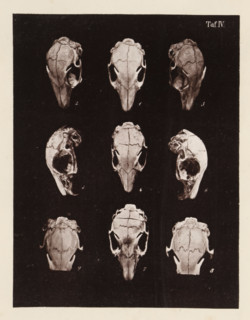 Nine faces of a rabbit skull, page, photomechanical print, number: 'Taf. IV. 1 2 3 4 5 6 7 8 9',