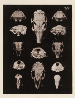 Thirteen views of a rabbit skull, page, photomechanical print, number: 'Taf. V. 1 2 3 4 5 6 7 8 9