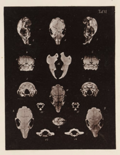 Fifteen faces of a rabbit skull, page, photomechanical print, number: 'Taf. VI. 1 2 3 4 5 6 7 8 9