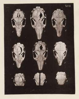 Nine faces of a rabbit skull, page, photomechanical print, number: 'Taf. VII. 1 2 3 4 5 6 7 8 9',