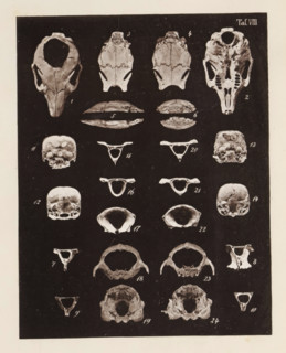 Twenty-four views of parts of a rabbit skull, page, photomechanical print, number: 'Taf. VIII. 1 2