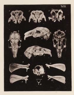 Thirteen views of parts of a rabbit skull, page, photomechanical print, number: 'Taf. IX. 1 2 3 4 5