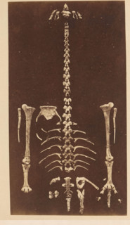 Bones of presumably a moa, photograph, page, c. 1853 - in or before 1863, photographer, paper,