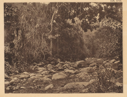 View of a bed of the San Esteban river in Venezuela, page, photomechanical print, number: 'Tab.