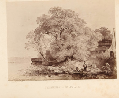 Photo reproduction of a drawing of a landscape with a white willow on a waterfront, Weissweide -
