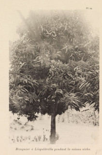 Mango tree in Leopoldville in the dry season, Manguier à Léopoldsville pendant la saison sèche,
