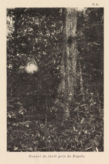 Thickets near Bogolo, Fourré de forêt près de Bogolo, page, photomechanical print, number: 'Pl. 65