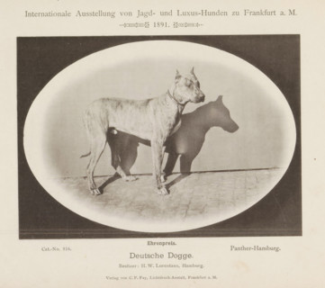 Deutsche Dogge, Great Dane Panther-Hamburg who won an honorary prize at the Internationale