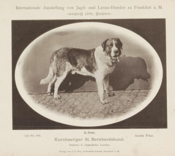 Kurzhaariger St. Bernhardshund, Sint-Bernard Austin Friar who won a second prize at the