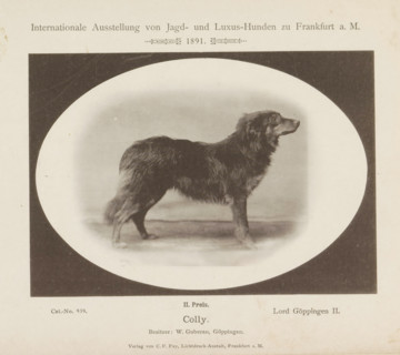 Collie Lord Göppingen II who won a second prize at the Internationale Ausstellung von Jagd und