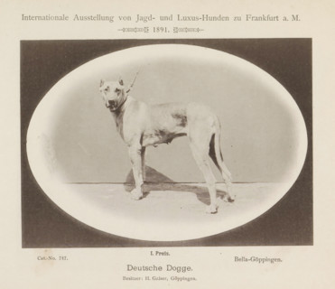 Deutsche Dogge, Great Dane Bella-Göppingen who won a first prize at the Internationale Ausstellung