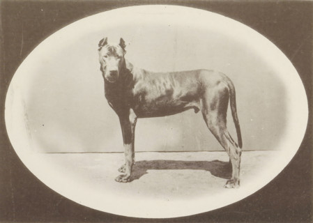 Great Dane Falkner-Plavia who won an honorary prize at the Internationale Ausstellung von Jagd und