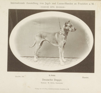 Great Dane Hamlet who won a second prize at the Internationale Ausstellung von Jagd und Luxus