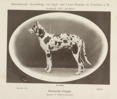 Great Dane Argos who won a second prize at the Internationale Ausstellung von Jagd und Luxus Hunden