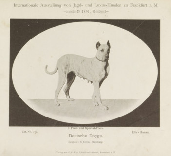 Deutsche Dogge, Great Dane Ella-Hansa who won two prizes at the Internationale Ausstellung von Jagd