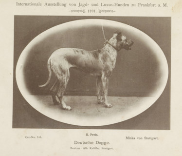 Deutsche Dogge, Great Dane Minka von Stuttgart who won a second prize at the Internationale