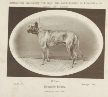 Deutsche Dogge, Great Dane Hidalgo who won a second prize at the Internationale Ausstellung von