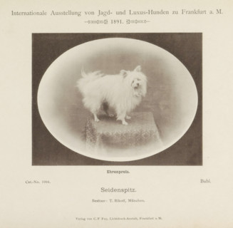 Keeshond Bubi who won an honorary prize at the Internationale Ausstellung von Jagd und Luxus Hunden
