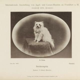 Keeshond Hamlet who won a second prize at the Internationale Ausstellung von Jagd und Luxus Hunden