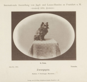 Zwergspitz, Miniature Pomeranian Netsche who won a second prize at the Internationale Ausstellung
