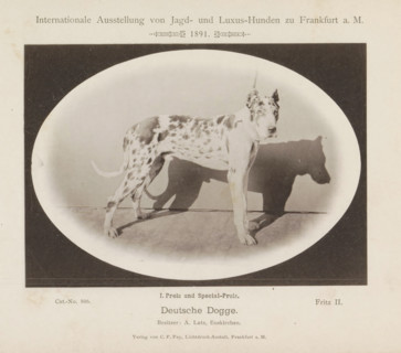 Deutsche Dogge, Great Dane Fritz II who won a first prize at the Internationale Ausstellung von