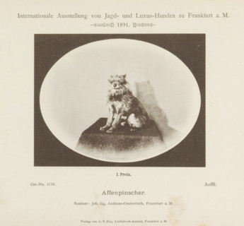 Affenpinscher Aeffli who won a first prize at the Internationale Ausstellung von Jagd und Luxus