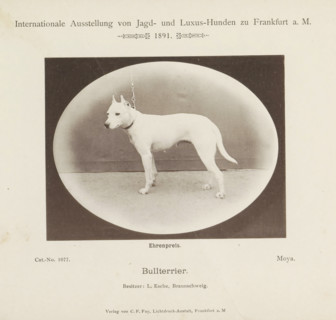 Bull terrier, Bull terrier Moya who won an honorary prize at the Internationale Ausstellung von