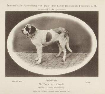 Saint Bernard Mars who won a prize at the Internationale Ausstellung von Jagd und Luxus Hunden in