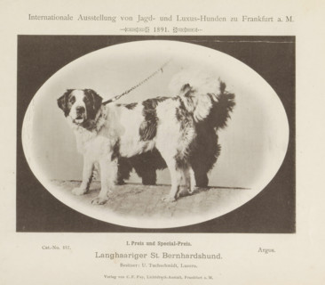 Saint Bernard Argos who won two prizes at the Internationale Ausstellung von Jagd und Luxus Hunden