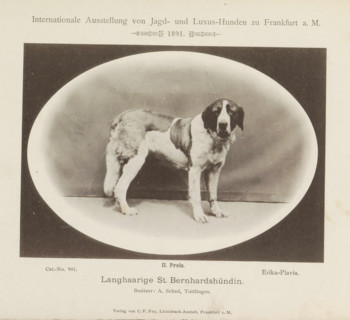Saint Bernard Erika-Plavia who won a second prize at the Internationale Ausstellung von Jagd und