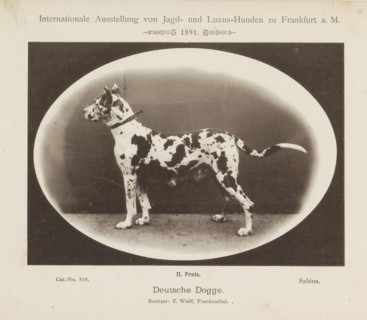Great Dane Sabina who won a second prize at the Internationale Ausstellung von Jagd und Luxus