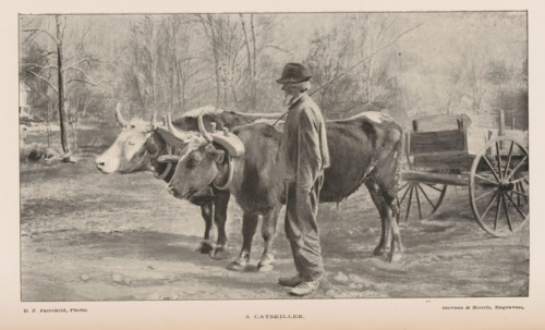 Farmer with two cows pulling a cart, A Catskiller, page, photomechanical print, photographer: DF