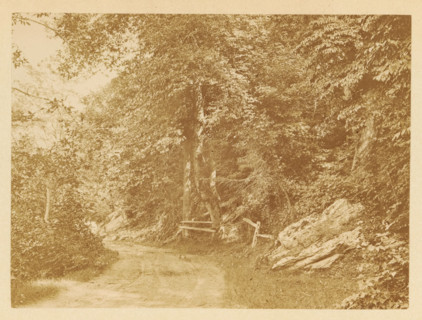View of a country road in a forest, photograph, page, photographer: JC Browne, photographer: Hugh