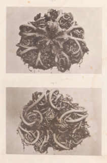 Two astrophytons, a genus of brittle stars, page, photomechanical print, number: 'Pl. 1. Fig. 1 Fig