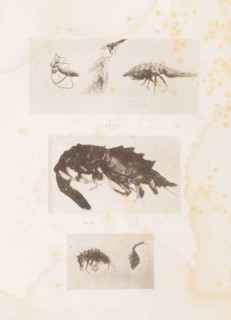 Sea worm, a woodlouse, a shrimp, a Gammaridea and a sea comma, page, photomechanical print, number: