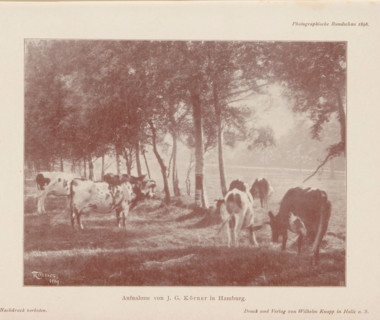 View of some grazing cows near trees, page, photomechanical print, monogram: 'MR, &Co',