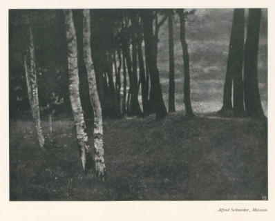 Forest, with birches in the foreground, page, photomechanical print, photographer: Alfred