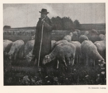 Shepherd with flock, page, photomechanical print, photographer: Th. Schneider, cliché maker: