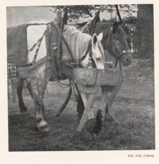 Two caparisoned horses at a manger, page, photomechanical print, photographer: Rob. Siep, cliché