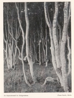 View of a forest, Im Gespensterwald bei Heiligendamm, page, photomechanical print, photographer: