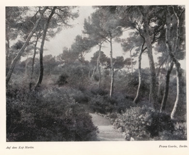 Auf dem Kap Martin, Forest on the Cap Martin near Monaco, page, photomechanical print,