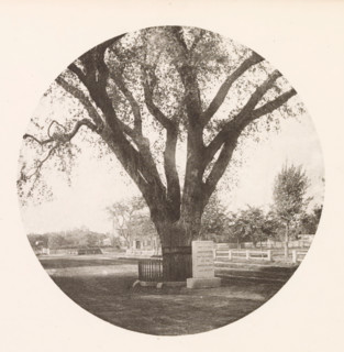 View of the Washington Elm in Cambridge, page, photomechanical print, photographer: William James