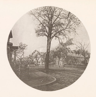 Chestnut tree on Brattle Street in Cambridge, page, photomechanical print, photographer: William