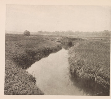 View of the swamp at Cambridge, page, photomechanical print, photographer: William James Stillman,