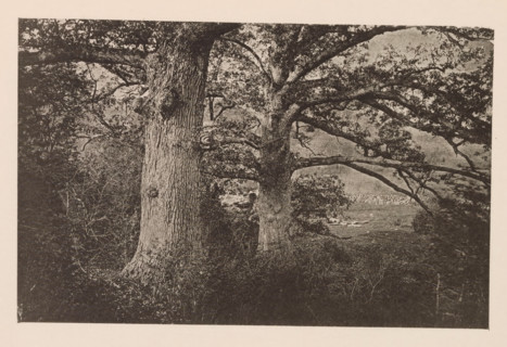 Eiken te Cambridge, page, photomechanical print, photographer: William James Stillman, Cambridge