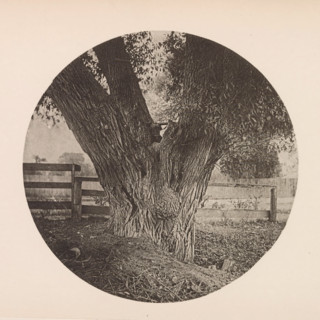 Trunk of a willow, page, photomechanical print, photographer: William James Stillman,