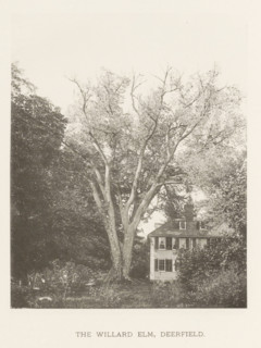 The Willard elm, Deerfield, page, photomechanical print, number: 'XV.', photographer: Henry Brooks,