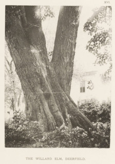 The Willard elm, Deerfield, page, photomechanical print, number: 'XVI.', photographer: Henry
